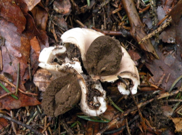 Geastrum fimbriatum?